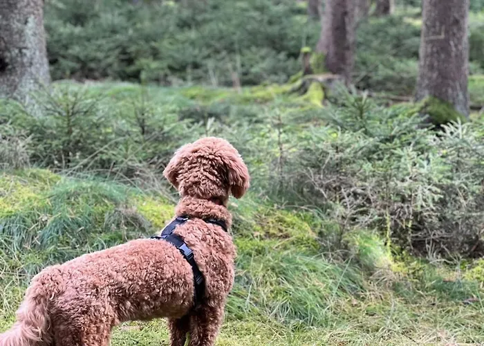Vakantiehuis Tiny House - Auszeit Im Wald Am Badesee *