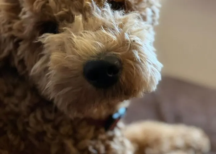 Tiny House - Auszeit Im Wald Am Badesee Vakantiehuis Tanna