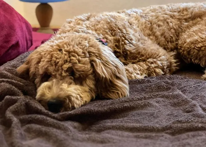 Tiny House - Auszeit Im Wald Am Badesee *