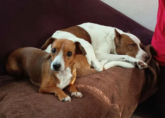 Tiny House - Auszeit Im Wald Am Badesee Tanna