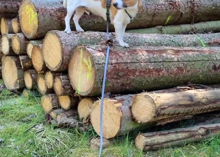 Tiny House - Auszeit Im Wald Am Badesee * Tanna